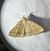 Zanclognatha lunalis 