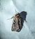 Xestia agathina 