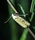 Agonopterix nervosa 