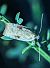 Agonopterix nervosa 
