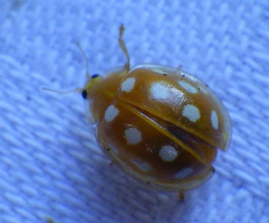 Halyzia sedecimguttata  - Christian Rust