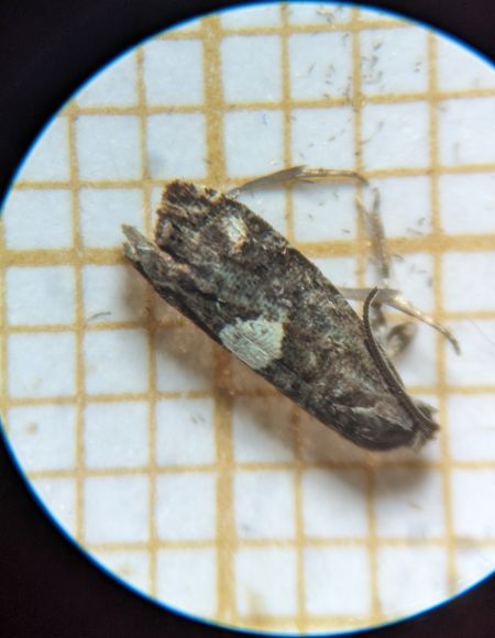 Pammene spiniana 