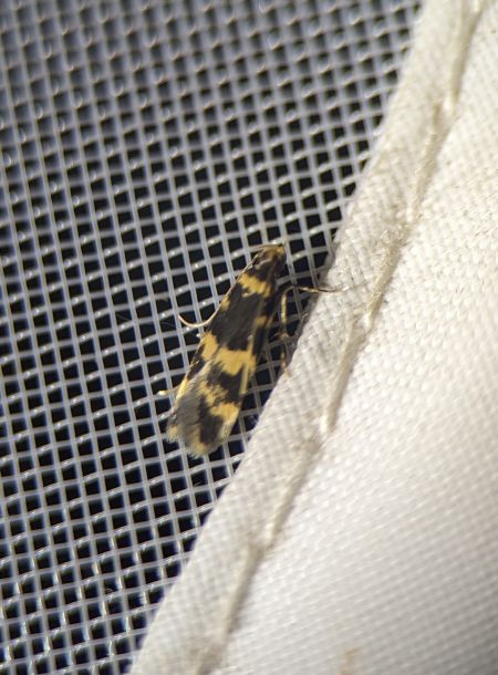 Oegoconia indéterminé 