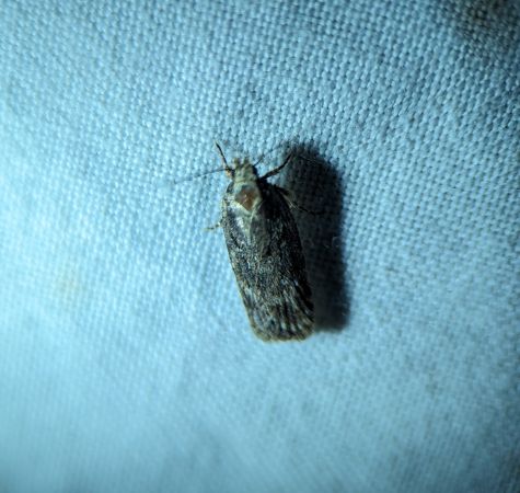 Depressaria sp. 
