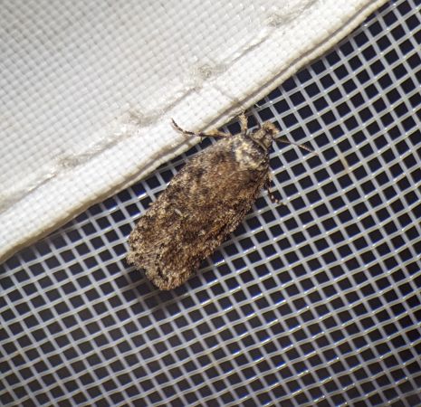 Depressaria sp. 