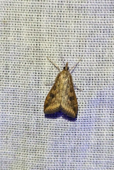 Udea ferrugalis 