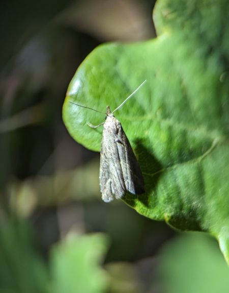 Schrankia costaestrigalis 