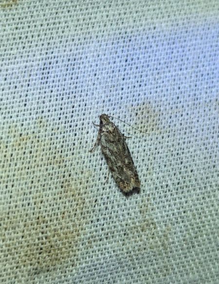 Psoricoptera gibbosella 