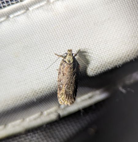 Depressaria sp. 