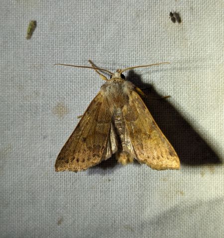 Agrochola helvola 