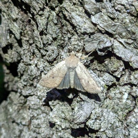 Agrochola laevis 