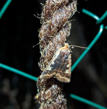 Orrhodie érythrocéphale 