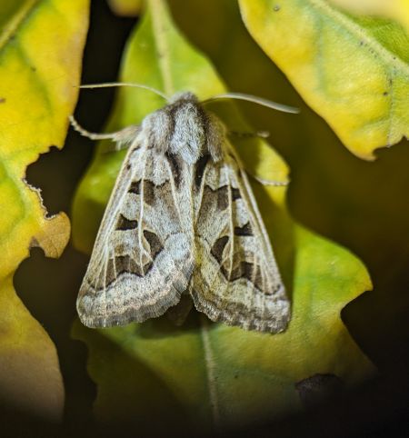 Episema glaucina 