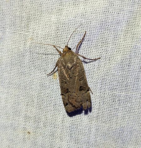 Noctua orbona 