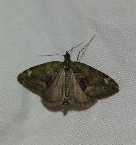 Chloroclysta siterata 