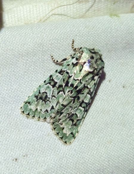 Griposia aprilina 