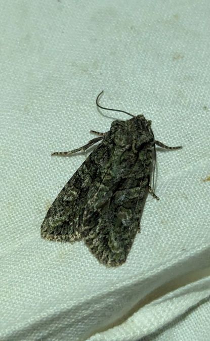 Dryobotodes eremita 
