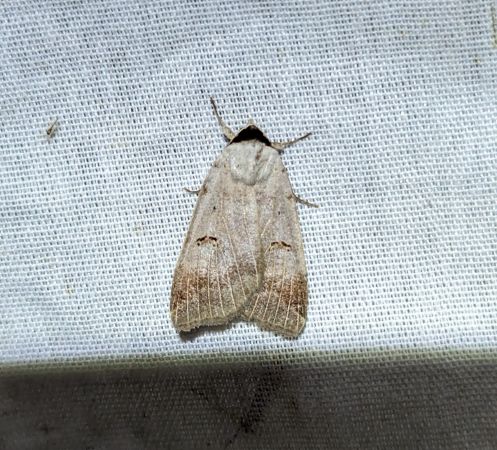 Lygephila craccae 