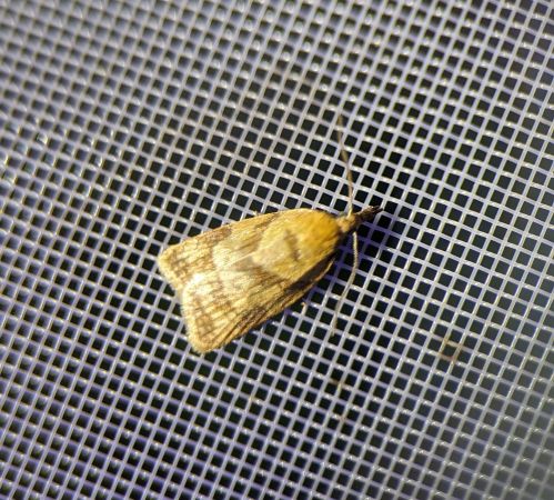 Sparganothis pilleriana 