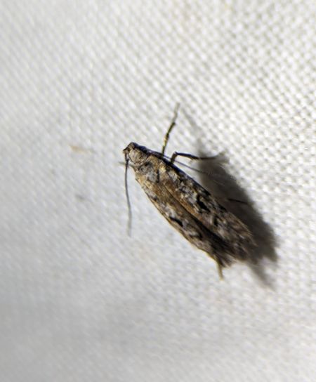 Carpatolechia decorella 
