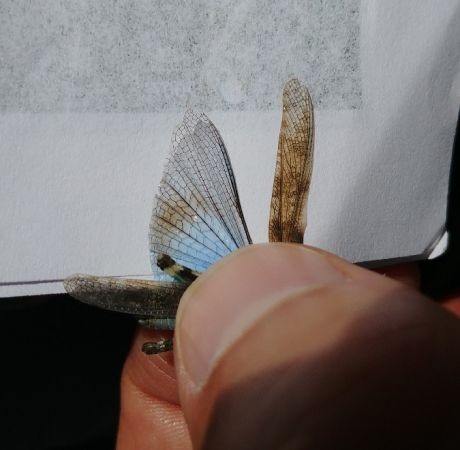 Oedipode aigue-marine (S. c. cyanopterus) 