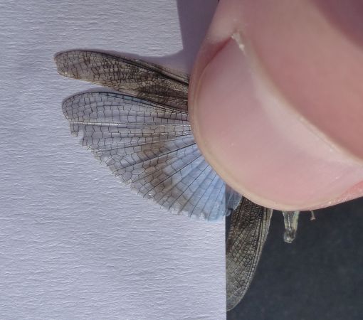 Oedipode aigue-marine (S. c. cyanopterus) 