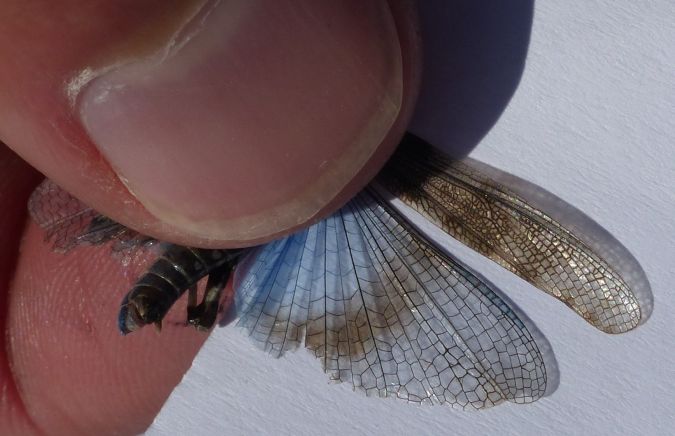 Sphingonotus caerulans cyanopterus 