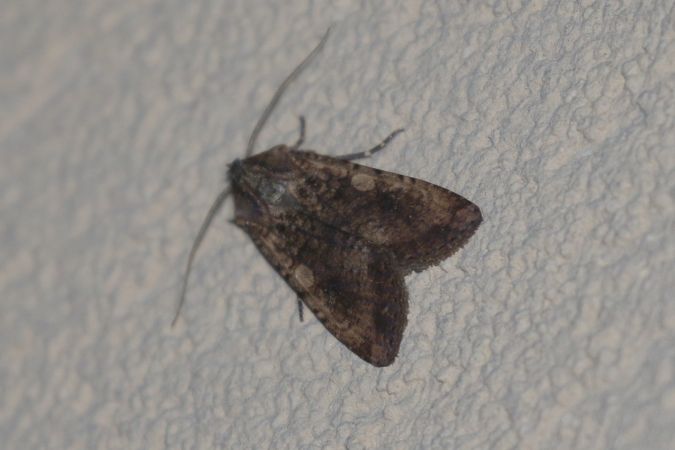 Peridroma saucia  - Thomas Lux