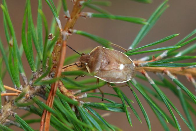 Chlorochroa pinicola  - Thomas Lux