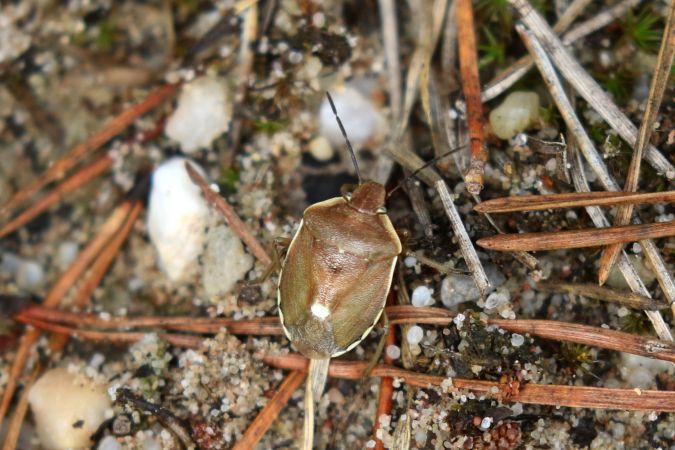 Chlorochroa pinicola  - Thomas Lux