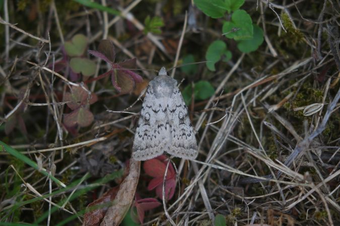 Epipsilia grisescens  - Thomas Lux