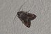 Peridroma saucia  - Thomas Lux