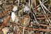 Chlorochroa pinicola  - Thomas Lux