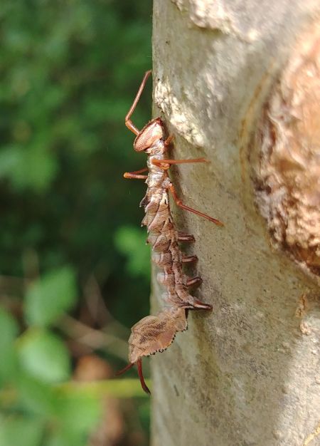 Ecureuil (Staurope du Hêtre) 