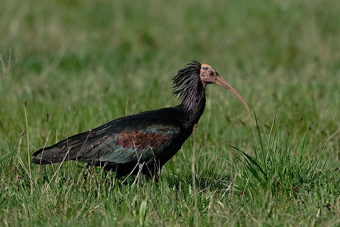 Ibis chauve  - Jean-Luc Camillieri