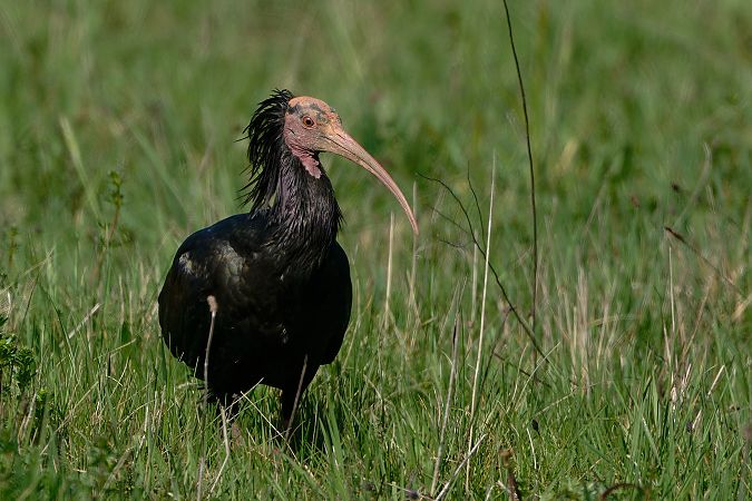 Ibis chauve  - Jean-Luc Camillieri