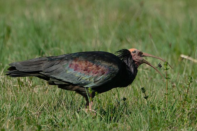 Ibis chauve  - Jean-Luc Camillieri