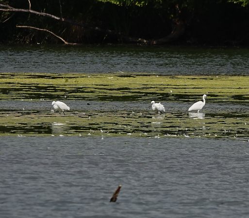 Aigrette garzette  - Denis Dujardin