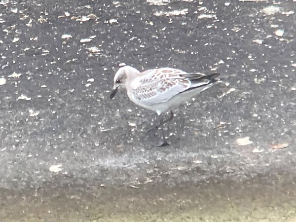 Mouette mélanocéphale  - Simon Keller