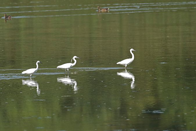 Aigrette garzette  - Marc Solari