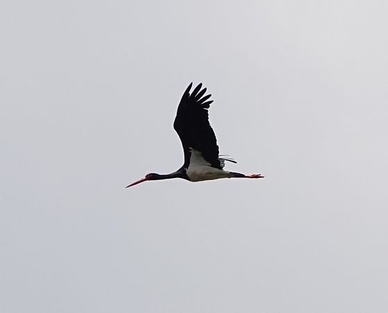 Cigogne noire  - Denis Dujardin