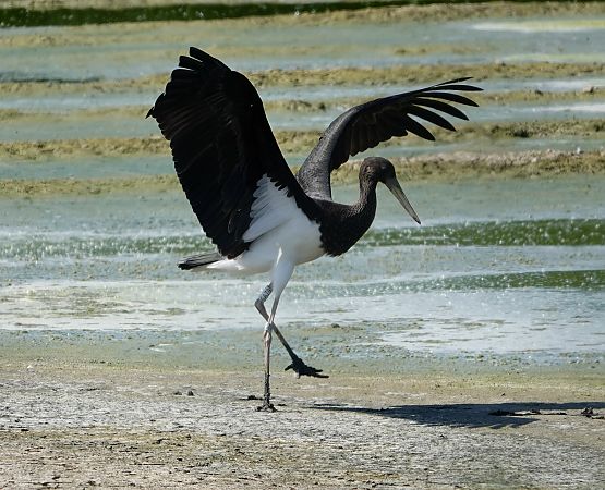Cigogne noire  - Denis Dujardin