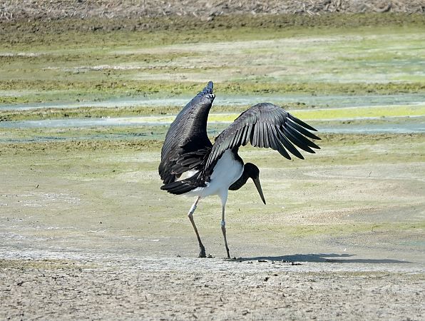 Cigogne noire  - Denis Dujardin