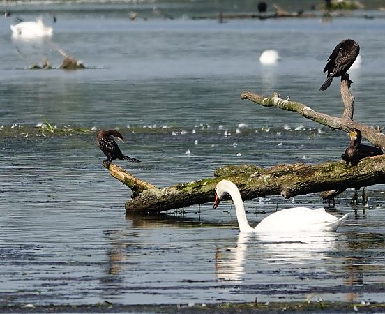 Cormoran pygmée  - Denis Dujardin