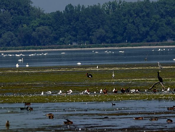 Cigogne noire  - Denis Dujardin