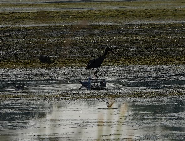 Cigogne noire  - Denis Dujardin