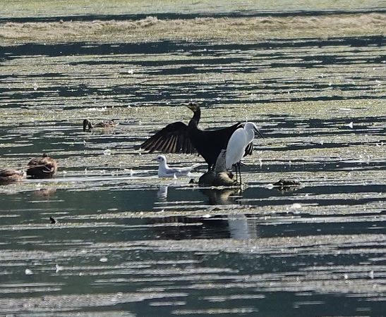 Aigrette garzette  - Denis Dujardin