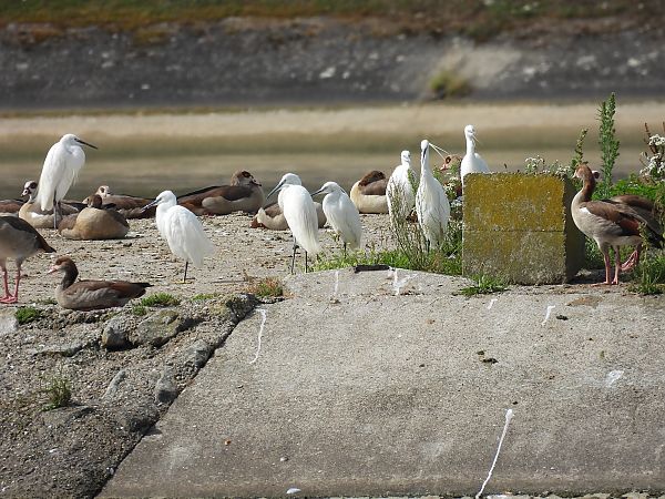 Aigrette garzette  - Simon Keller