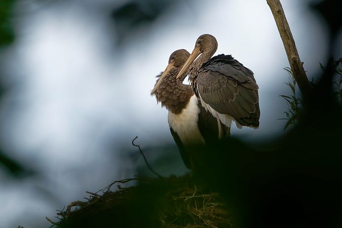 Cigogne noire  - Jean-Luc Camillieri