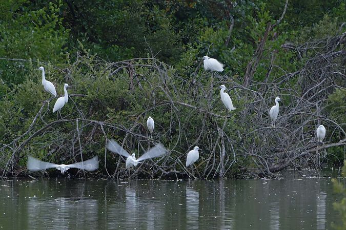 Aigrette garzette  - Jean-Luc Camillieri